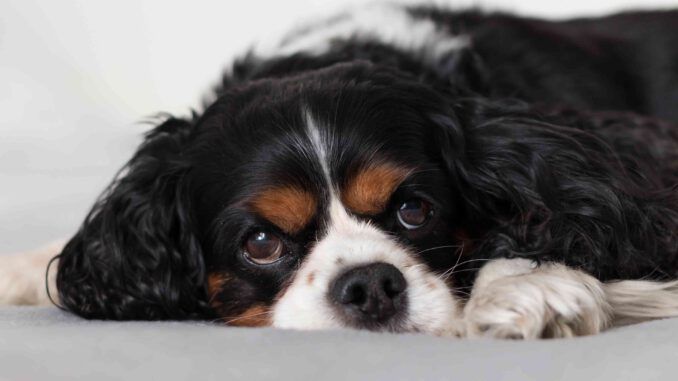 Cómo hacer una cama para perros de madera
