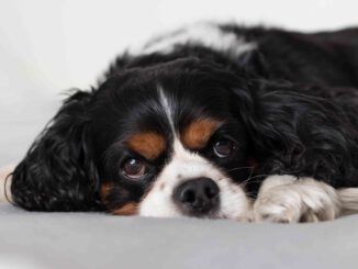 Cómo hacer una cama para perros de madera