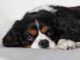 Cómo hacer una cama para perros de madera
