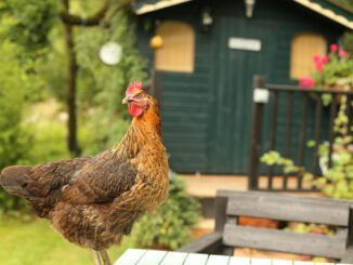 Cómo hacer un gallinero de madera