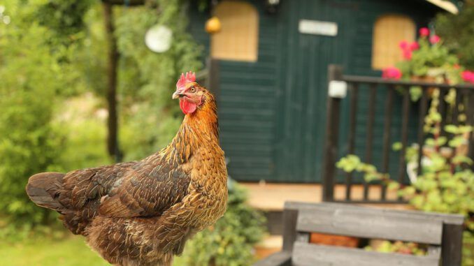 Cómo hacer un gallinero de madera