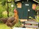 Cómo hacer un gallinero de madera