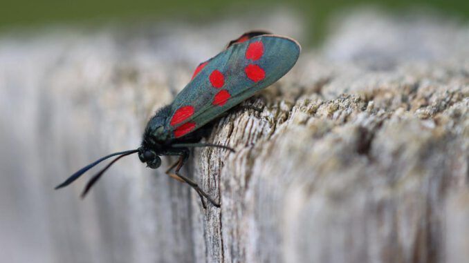 Cómo eliminar la polilla de la madera