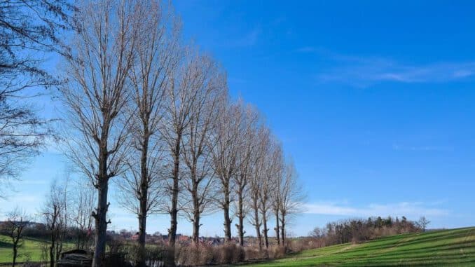 madera de álamo