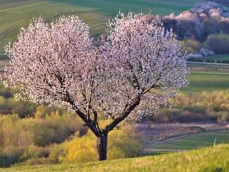 madera de cerezo
