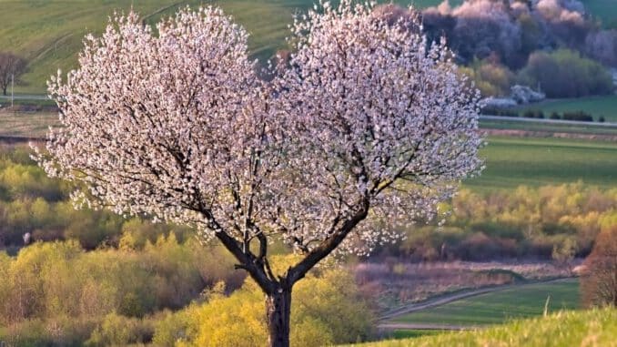 madera de cerezo