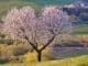 madera de cerezo