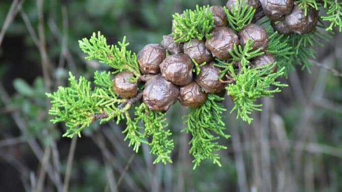 madera de ciprés