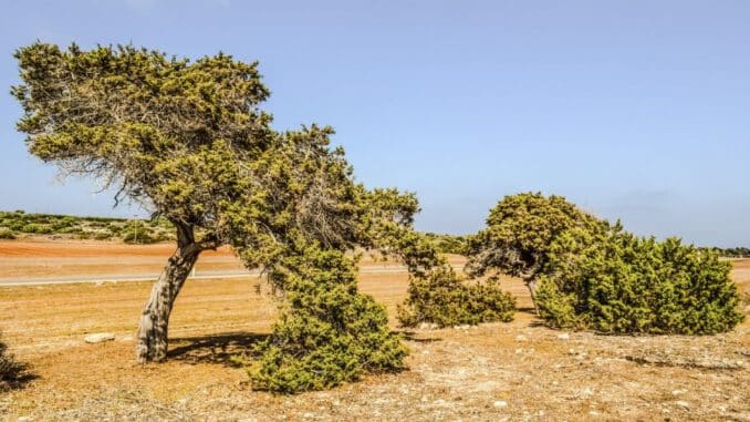 madera de enebro