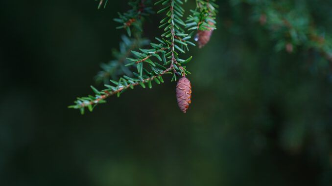 madera Hemlock