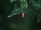 madera Hemlock