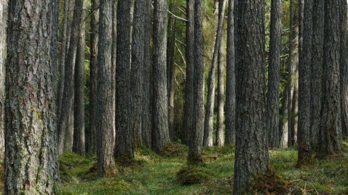 madera de alerce