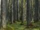 madera de alerce