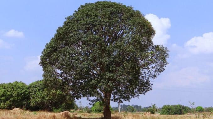 madera de mango