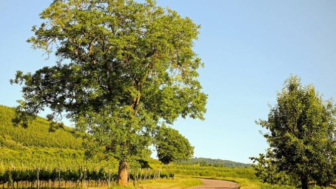 madera de nogal