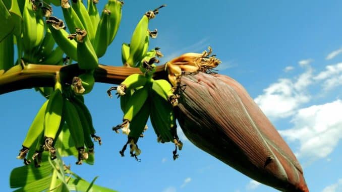 madera de platanero