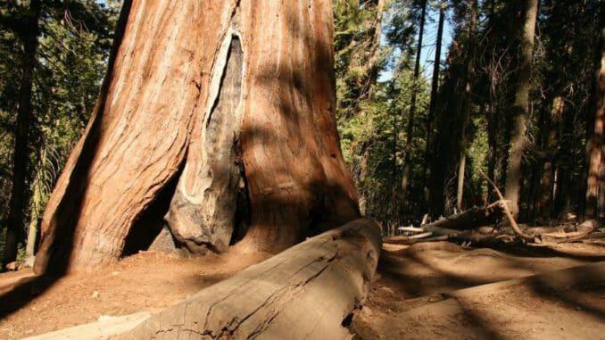 madera Redwood
