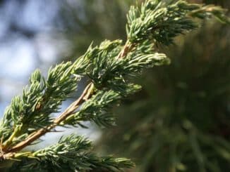 madera de sabina