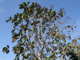 madera de teca