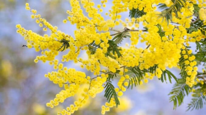 madera de acacia