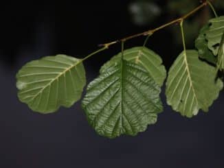 madera de aliso