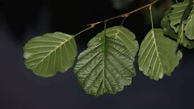 madera de aliso