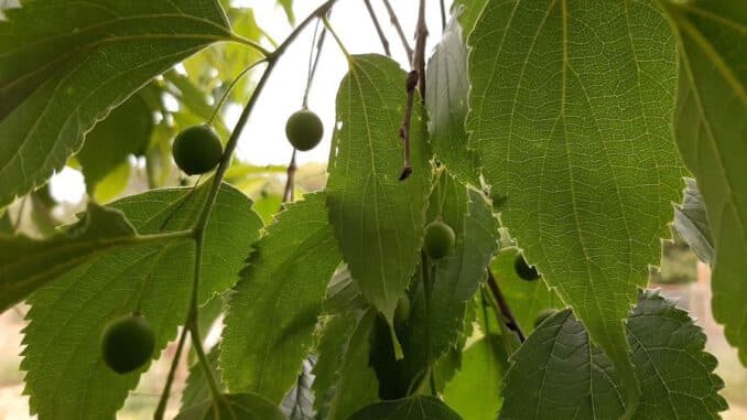 madera de almez