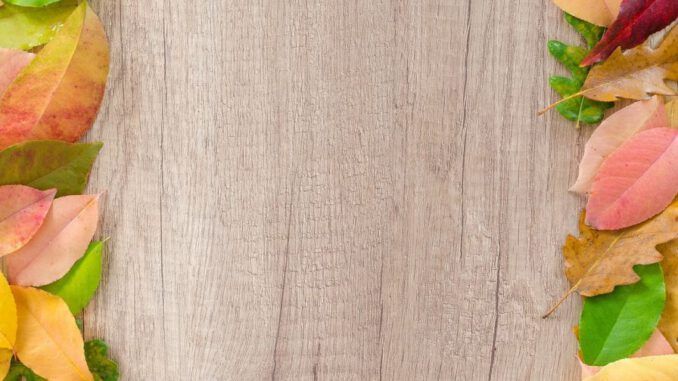 madera de arce blanco