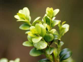 madera de boj