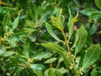 madera de laurel