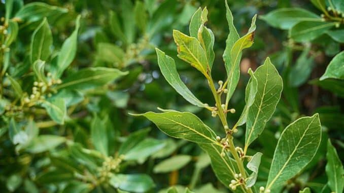madera de laurel