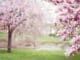 madera de magnolia