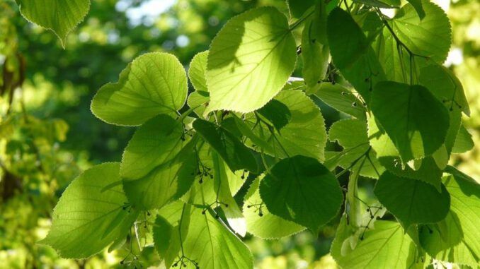 madera de tilo