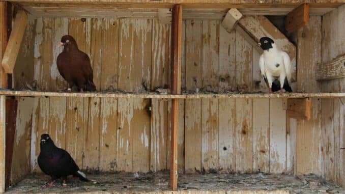 Cómo hacer jaulas de madera y alambre