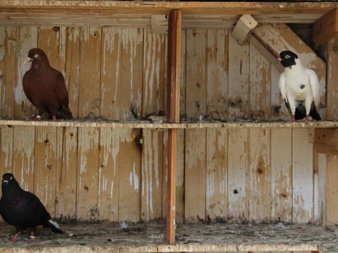 Cómo hacer jaulas de madera y alambre